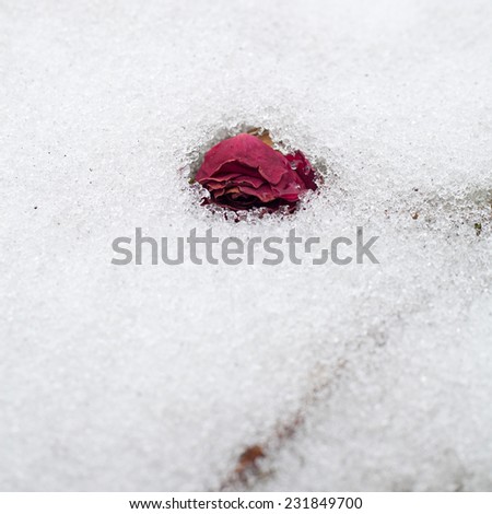 Winter postcard background glass freeze rose