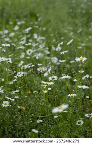 Similar – Image, Stock Photo blooming margarite meadow in front of a blue sky with delicate clouds from the frog’s perspective