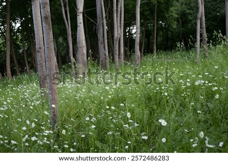 Similar – Image, Stock Photo blooming margarite meadow in front of a blue sky with delicate clouds from the frog’s perspective