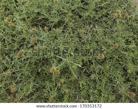 creeper plant on a forest of Patagonia. Wild herbs with stivky flowers. Texture. Nobody