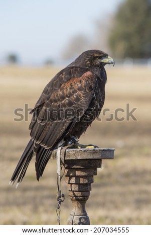 Parabuteo unicinctus, falconry standing on a peace of wood.