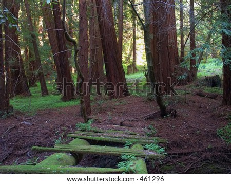 Hidden in the dense redwoods of California, an old, broken foot bridge, completely covered in moss