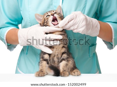 Image, Stock Photo Veterinarian checking teeth of dog