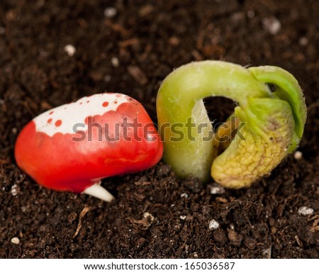 Young sprout of haricot with two-color haricot on the soil close-up