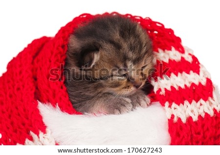 Asleep cute little kitten in a warm scarf on white background closeup
