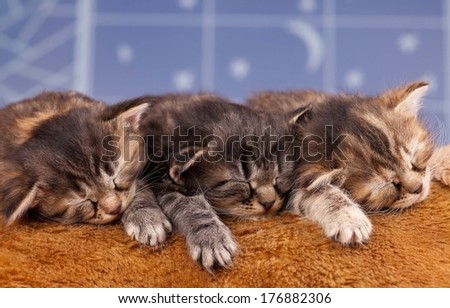 Asleep newborn kittens on a fur fabric over light-blue background