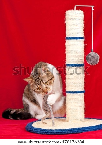 Adult cat playing with scratching post over red background
