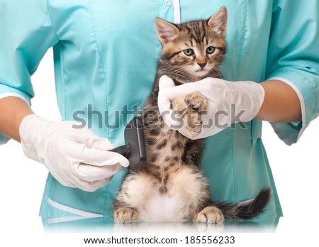 Veterinarian combs a small fluffy kitten over white background