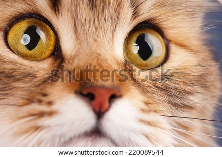 Yellow eyes of adult siberian cat close-up