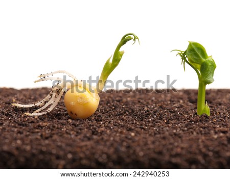 Sprouted yellow peas on organic soil with young plant over white background. Focus on the pea