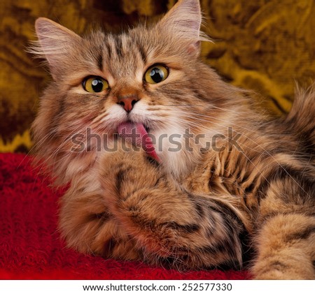 Cute siberian cat licks its paw after feeding over grey background