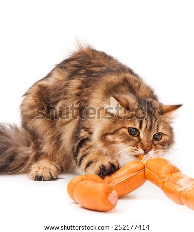 Hungry siberian cat biting delicious sausages over white background