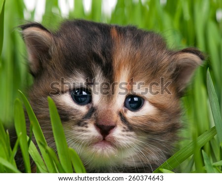 Cute little kitten in the bright green grass over white background. Focus on the kitten