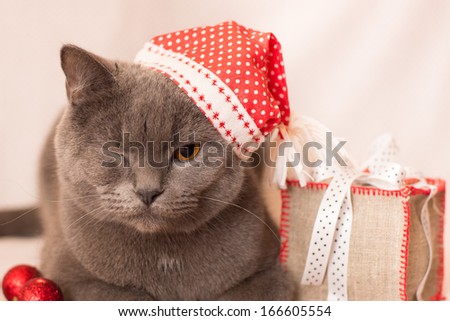 British cat in red hat