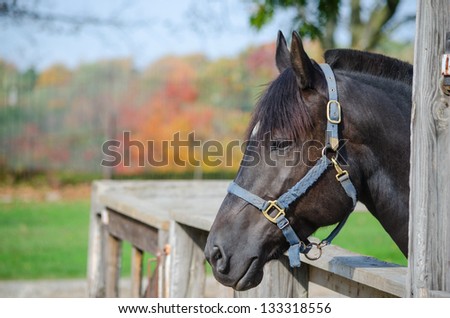 Close-up of a black horse head outdoors