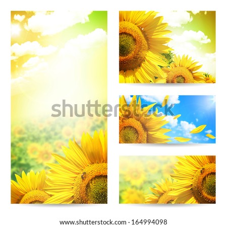 Summer web banner or backgrounds with flowers of sunflower