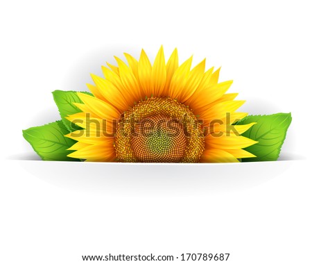 Summer banner, floral background, floral icon or postcard template with yellow flowers of sunflower and green leaves
