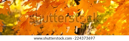 Yellow autumn maple leaves - banner panorama