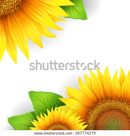 Banner, floral background or template card with sunflowers