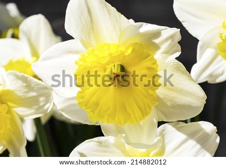 Two-toned bicolor Wild Daffodil (Narcissus pseudonarcissus) with white petals and golden yellow center trumpet