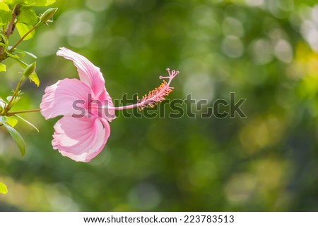 pink chinese rose in garden