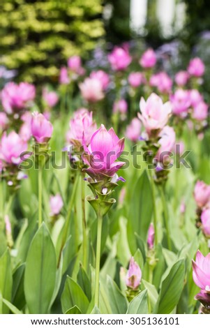 Siam Tulip flower in garden of thailand