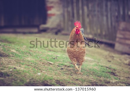 Shot of a hen (Rooster) in a farmyard (Gallus gallus domesticus)