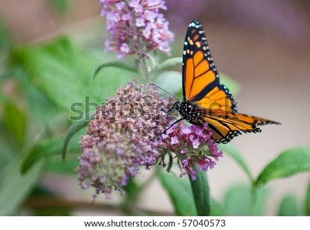 A Monarch Butterfly feeding on a purple butterfly bush, shallow depth of field