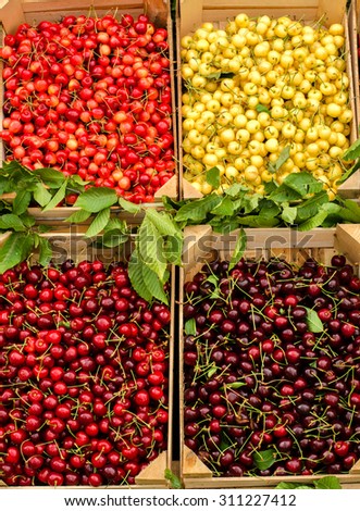 Close up on ripe red and yellow cherries in crates at the market. Four types of cherries. Cherry background. Display of many types of cherries.