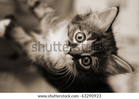 Cute tabby kitten looking up. Black and white image.