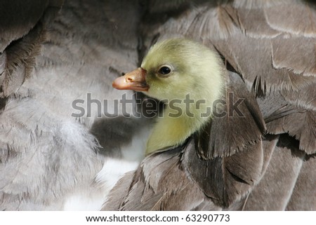Cute newly hatched gosling peeking out from the safety of his mother\'s feathers