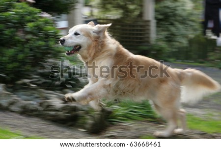 Golden retriever dog running up the path, full of fun and joy