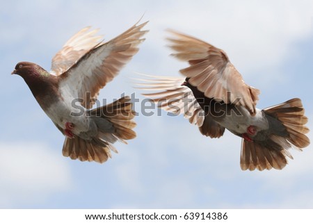 Composite image of a pigeon in flight. Two differing body and wing positions