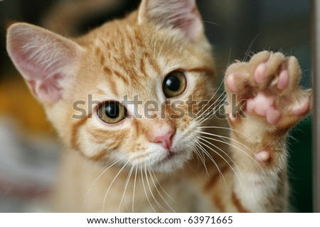 Cute ginger kitten waving