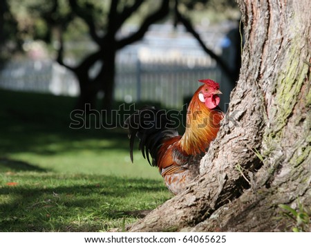 Colorful rooster peeking out from behind the tree