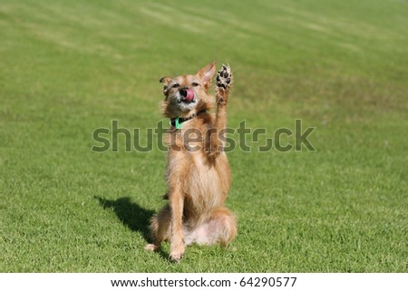 Cute scruffy terrier dog sitting in a field doing a high five paw in the air