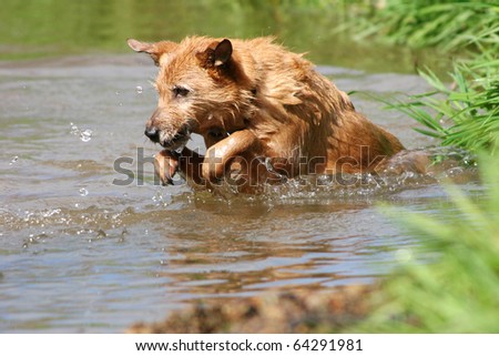 Cute scruffy terrier dog leaping in and out of the water