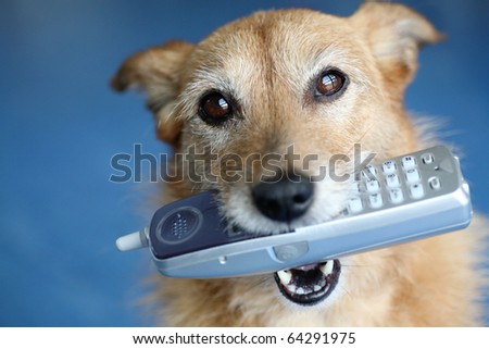 Cute scruffy terrier dog holding a phone in her mouth looking up