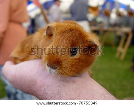 Guinea pig sitting in his owners hand at an agricultural show