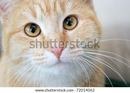 Cross eyed ginger tabby cat