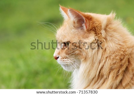Side view of a beautiful ginger maine coon cat