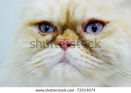 Close up of a white and cream persian cat face