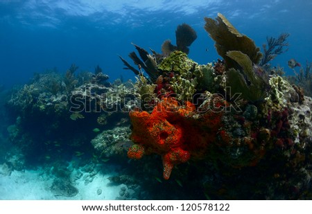 Bright Red Sea Sponge with Common Sea Fans