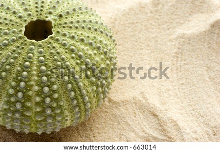 Detail of a sea urchin on sand with space to the right to add copy.