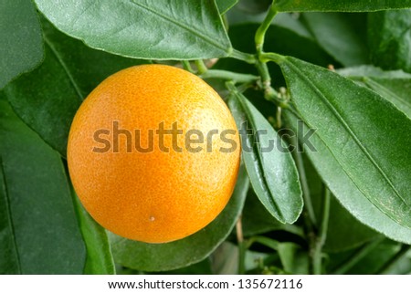 Tangerines on a citrus tree close up.