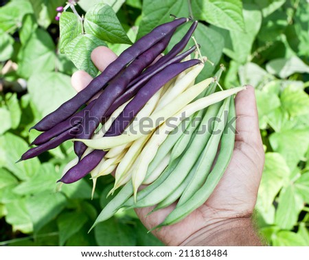 Fresh green beans in man\'s hand. Green plants on the background.