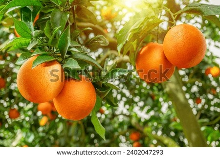 Similar – Image, Stock Photo Oranges on a tree