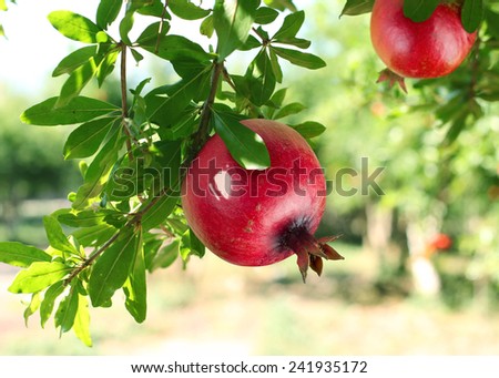 Red ripe pomegranates on the tree. Blurred garden at the background.