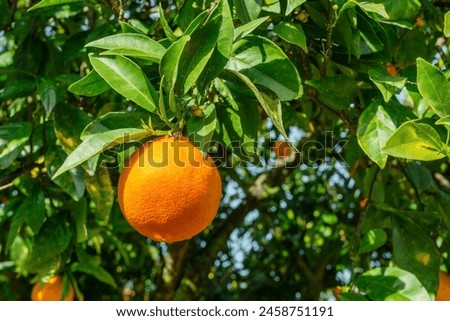 Similar – Image, Stock Photo Oranges on a tree