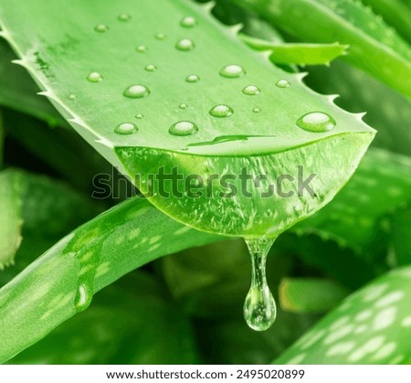 Similar – Image, Stock Photo Aloe Vera plant in pot with hanging leaves